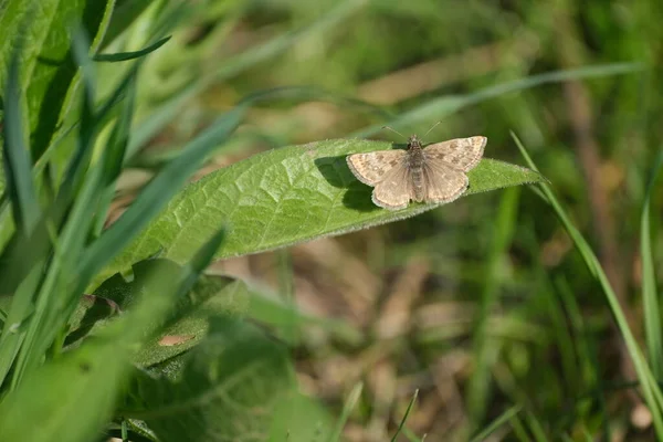 Dingy Skipper Traça Descansando Uma Folha Natureza Close Uma Pequena — Fotografia de Stock