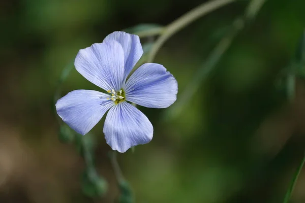 Lewis Tête Fleur Lin Gros Plan Dans Nature Minuscule Tête — Photo