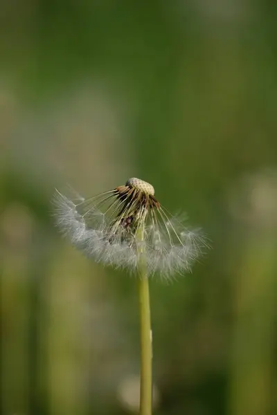 自然の中でタンポポの種子の頭の美しい画像 — ストック写真