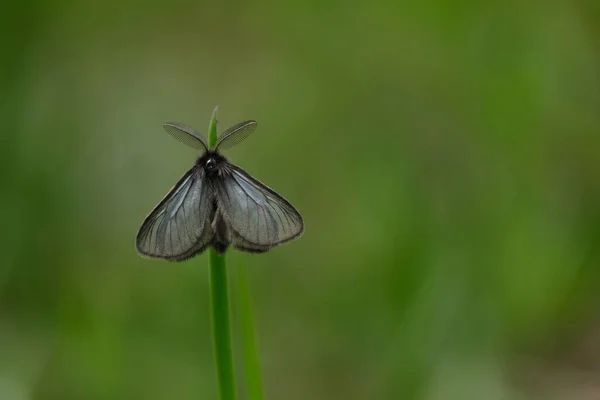 Tiny Black Moth Hairy Wings Rare Moth Type Europe — Stock Photo, Image
