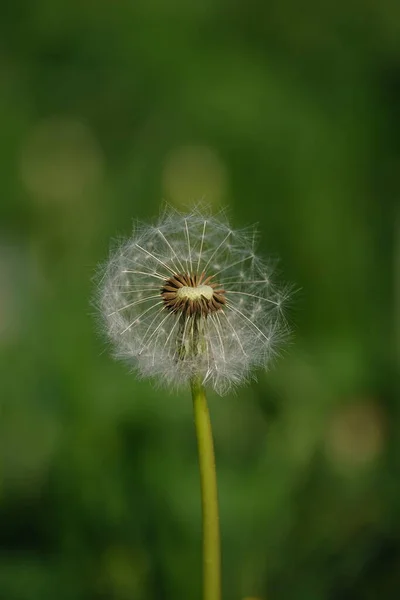 自然界のタンポポの種子の頭 春の花の垂直マクロを閉じる — ストック写真