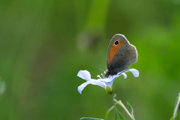 Kleiner Heideschmetterling Und Asiatische Flachsblume Aus Nächster Nähe Der Natur — Stockfoto