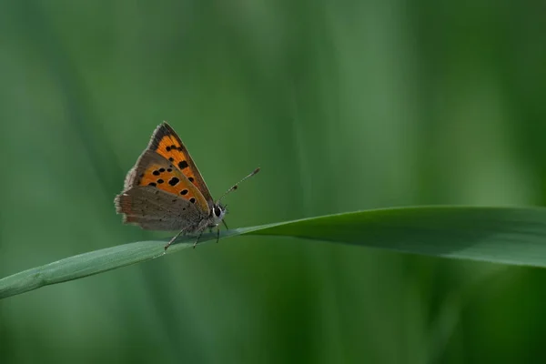 Macro Close Common Copper Butterfly Resting Blade Grass Wild — Stock Photo, Image