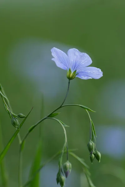 Azjatycki Kwiat Lnu Naturze Mały Niebieski Kwiat Pięcioma Płatkami Naturze — Zdjęcie stockowe