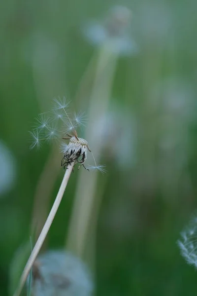 老蒲公英种子头在自然界中紧密相连 垂直的图像 — 图库照片