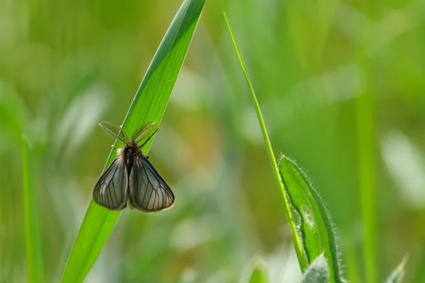 Pequena Mariposa Preta Com Asas Peludas Tipo Mariposa Rara Europa — Fotografia de Stock