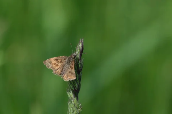 Skipper Farfalla Natura Poggiata Una Pianta Piccola Falena Marrone Natura — Foto Stock