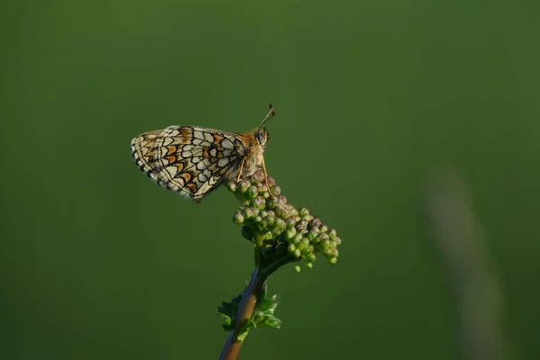 Macro Doğadaki Fundalık Bir Kelebeğin Yakın Çekimi — Stok fotoğraf