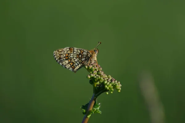 Heath Fritillary Kelebeği Doğada Bir Bitkinin Üzerinde Dinleniyor — Stok fotoğraf