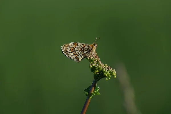 Close Heath Fritillary Butterfly Resting Plant — Stock Photo, Image