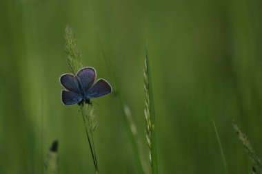 Mavi bir kelebeğin yeşil doğal arka planda dinlendiği bir yere.