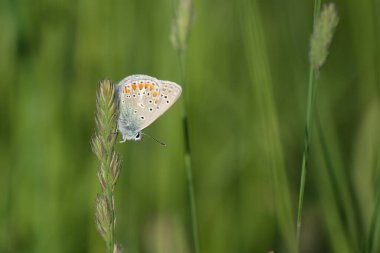 Doğadaki yaygın mavi kelebek bir bitkinin üzerinde oturuyor, küçük renkli böcek, doğal yeşil arkaplan