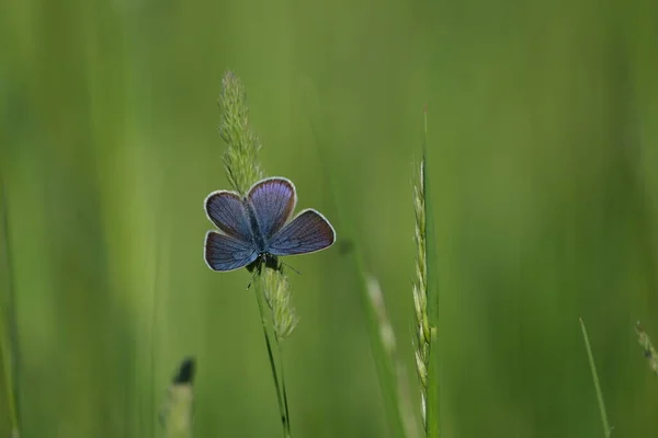 Papillon Bleu Commun Dans Nature Reposant Sur Une Plante Minuscule — Photo