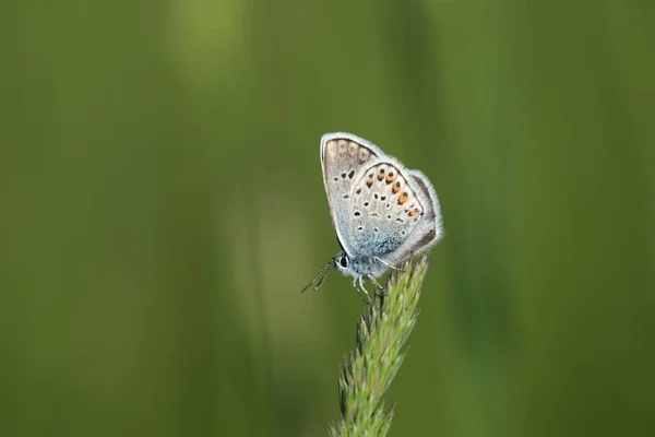 줄무늬가 나비를 가까이 야생의 자연적 과푸른 — 스톡 사진