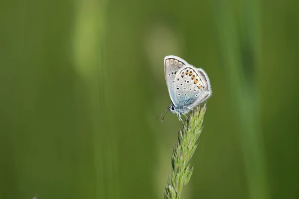 銀は自然の中で青い蝶をちりばめた 小さなカラフルな蝶 自然写真 — ストック写真