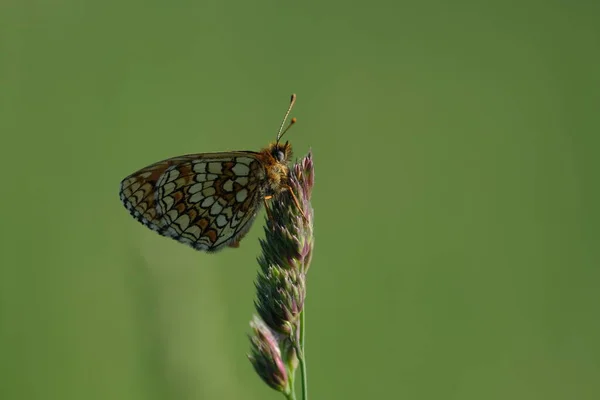 Κοντινό Πλάνο Μιας Πεταλούδας Στη Φύση Που Στηρίζεται Ένα Φυτό — Φωτογραφία Αρχείου