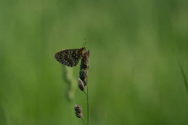 自然界中的草绿色蝴蝶 自然背景 小橙色蝴蝶 — 图库照片