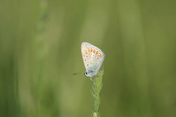 Niebieski Motyl Fotografia Przyrodnicza Zielone Tło — Zdjęcie stockowe