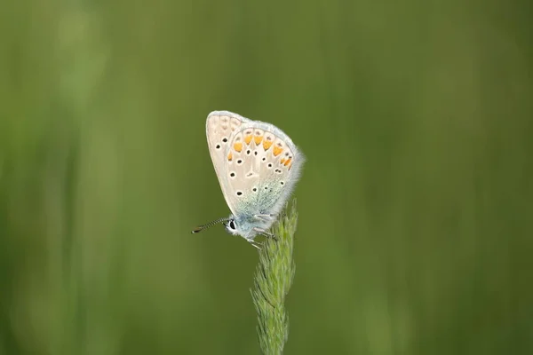 Закрытие Бабочки Солнечном Сиянии Цветные Крылья Обыкновенной Голубой Фотография Природы — стоковое фото
