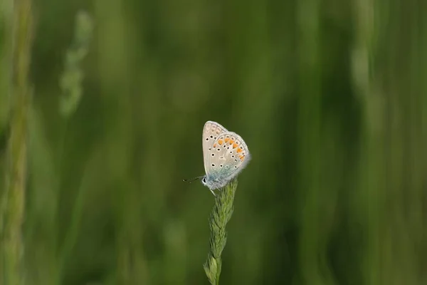小さな蝶の自然写真 植物の上に休んで一般的な青い蝶 — ストック写真