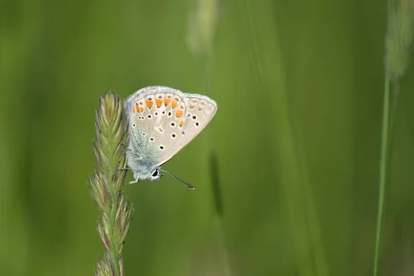 Μικροσκοπική Πολύχρωμη Πεταλούδα Στη Φύση Στηρίζεται Ένα Φυτό Κοινό Μπλε — Φωτογραφία Αρχείου