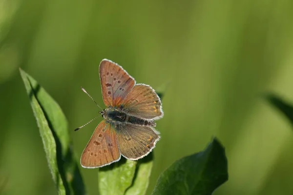 Motyl Miedziany Liściu Naturze Malutki Kolorowy Motyl Otwartymi Skrzydłami Naturalne — Zdjęcie stockowe