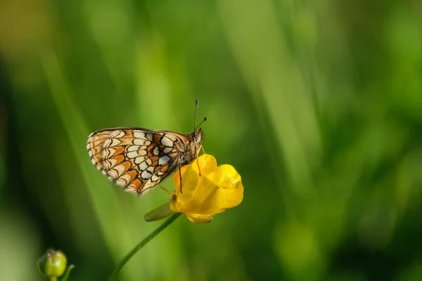 Zblízka Vřesoviště Fritillary Motýl Divočině Odpočívá Žlutém Květu — Stock fotografie