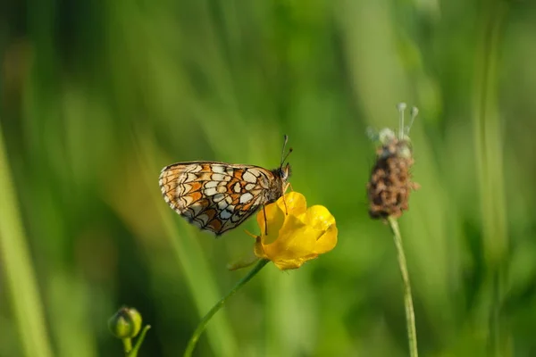 Θεριστική Πεταλούδα Heath Ένα Κίτρινο Λουλούδι Στη Φύση — Φωτογραφία Αρχείου
