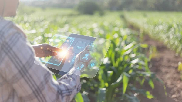 Tarım teknolojisi çiftçisi tablet bilgisayar analiz verileri ve görsel simge kullanıyor.