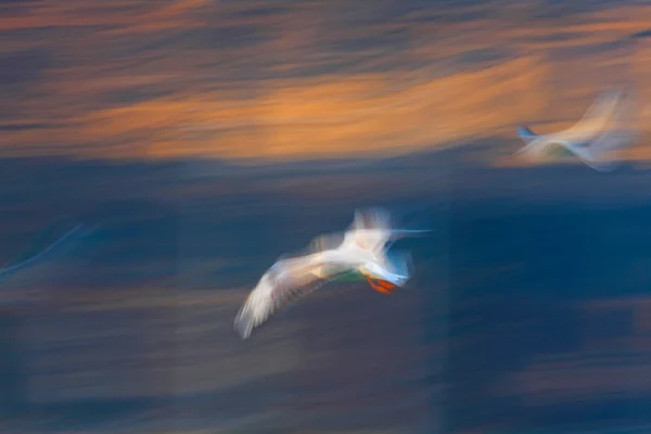 Jonathan Livingston Seagull — Stock Photo, Image