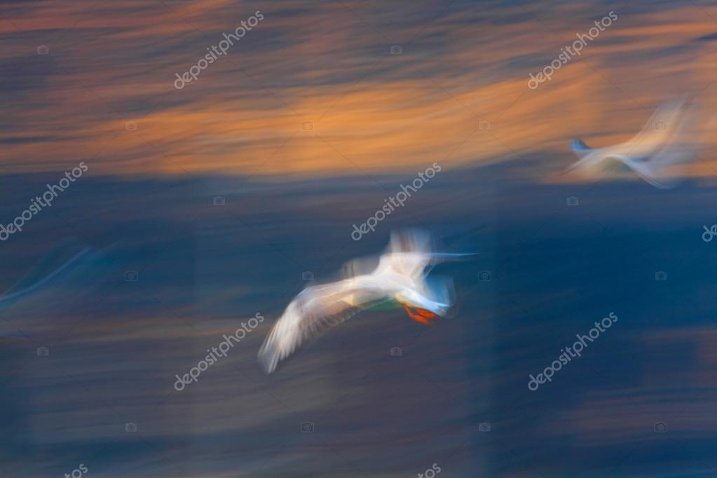 IL GABBIANO JONATHAN LIVINGSTON SCARICA