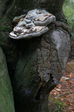 kesilen ağaç mantarı