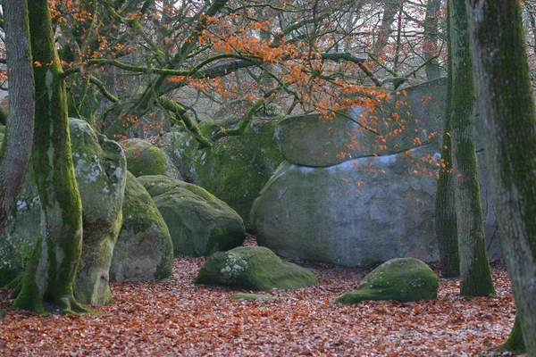 Foresta di Fontainebleau — Foto Stock
