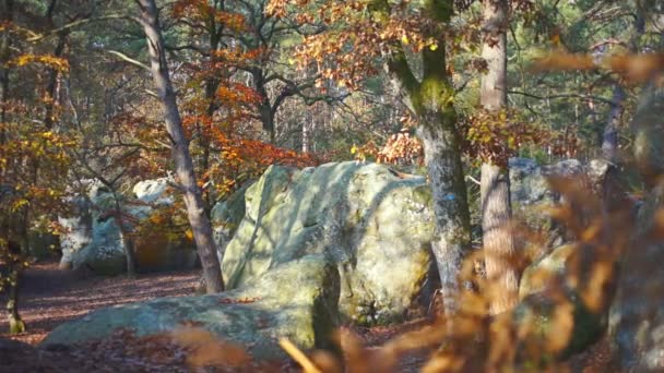 Outono em fontainebleau — Vídeo de Stock