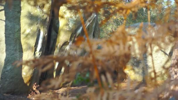 Großer Felsbrocken im Wald von Fontainebleau — Stockvideo