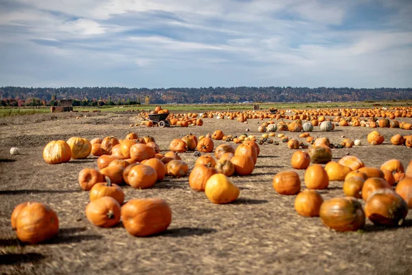 Bunch Pumpkins Barrow — Fotografia de Stock