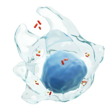 Makrofaj herhangi bir bakteriyi (Phagocytosis) yutar. Şeffaflık zarına sahip beyaz kan hücreleri ve elektroollerde çok sayıda bakteri. İzole edilmiş beyaz arka plan. 3 Boyutlu Hazırlama .