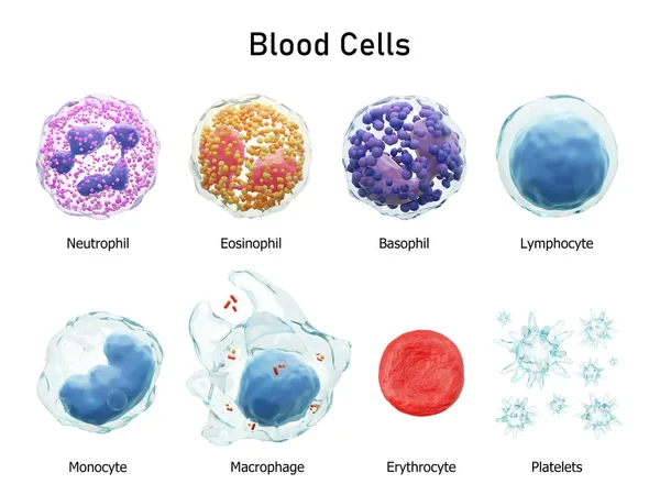 Blood Cells Series Neutrophils Eosinophils Basophils Lymphocytes Monocytes Macrophages Erythrocytes — Stock Photo, Image