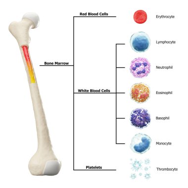 Kemik iliği ve kan hücresi oluşumu diyagramı. Hematopoziesis. Kan hücreli uyluk kemiği. Eritrosit lenfosit nötrofil Eosinophil Basophil Monosit Thrombocyte. İzole edilmiş. 3 Boyutlu Hazırlama .