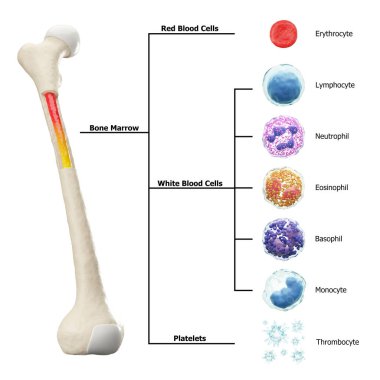 Bone marrow and blood cells formation diagram . Hematopoiesis . Femur bone with type of blood cell . Erythrocyte Lymphocyte Neutrophil Eosinophil Basophil Monocyte Thrombocyte . Isolated . 3D render . clipart
