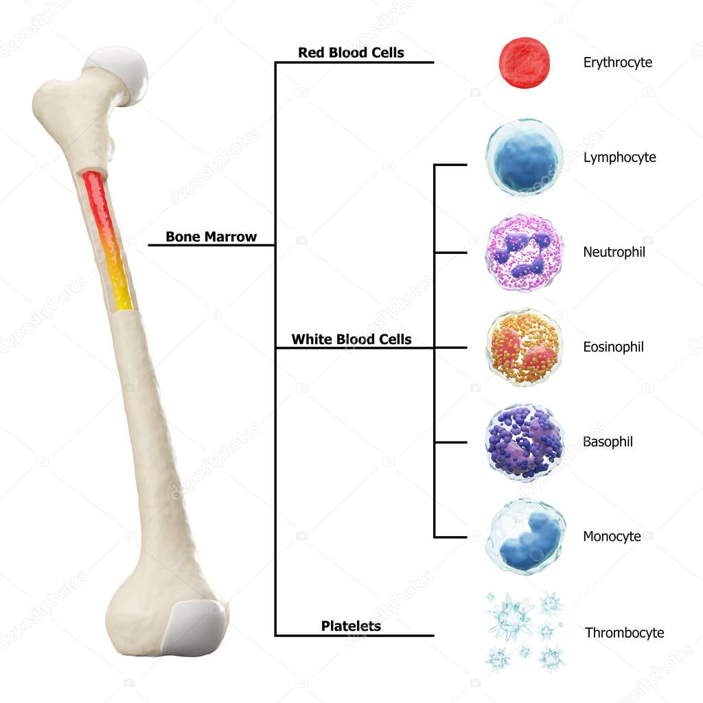 Bone marrow and blood cells formation diagram . Hematopoiesis . Femur bone with type of blood cell . Erythrocyte Lymphocyte Neutrophil Eosinophil Basophil Monocyte Thrombocyte . Isolated . 3D render .