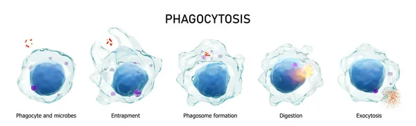 Phagocytosis Step Step Process Macrophage Swallowing Killing Microbes Isolated White — ストック写真