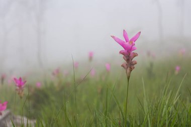Wild siam tulip field ( Curcuma sessilis ) with mist in the morning at Pa Hin Ngam national park . Chaiyaphum , Thailand .