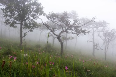 Wild siam tulip field ( Curcuma sessilis ) with mist in the morning at Pa Hin Ngam national park . Chaiyaphum , Thailand .