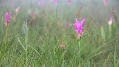 Wild siam tulip field ( Curcuma sessilis ) with mist in the morning at Pa Hin Ngam national park . Chaiyaphum , Thailand .