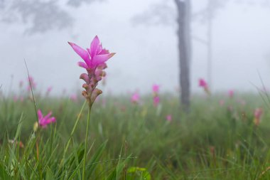 Wild siam tulip field ( Curcuma sessilis ) with mist in the morning at Pa Hin Ngam national park . Chaiyaphum , Thailand .
