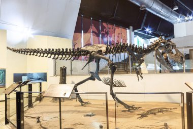 Kalasin, Thailand - AUGUST 16, 2022 : Tyrannosaurus rex skeleton was exhibited at Sirindhorn Museum .