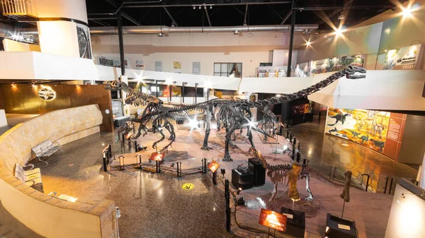 Kalasin Thailand August 2022 Many Dinosuars Skeleton Exhibited Large Hall — Zdjęcie stockowe