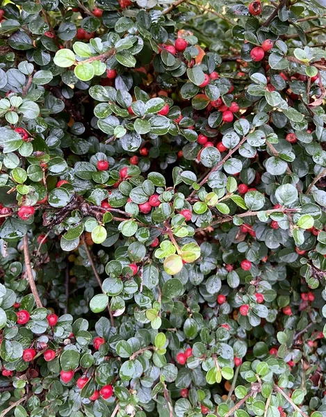 Red Berries Green Leaves Raindrops Background Image Wallpaper — Stock Photo, Image