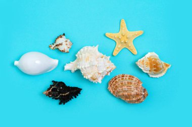 Bir grup deniz kabuğu ve mavi arka planda bir denizyıldızı. Denizde tatille ilgili metinler için yer.